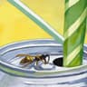 bee in my soda